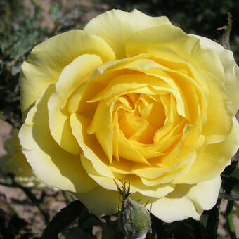 Róża Wielkokwiatowa 'Rosa' Żółta Szalkowata