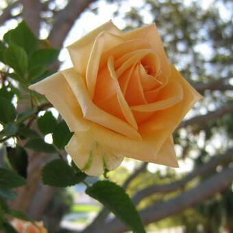 Róża Wielkokwiatowa 'Rosa' Żółta Szlachetna