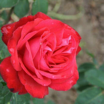 Róża Wielkokwiatowa 'Rosa'  Fulugrante