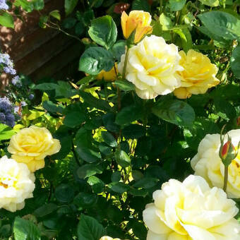 Róża Wielkokwiatowa 'Rosa'  Artur