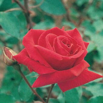 Róża Wielkokwiatowa 'Rosa'  Ena Harknes