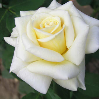 Róża Wielkokwiatowa 'Rosa'  Polar - Biała  z żółtym