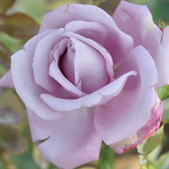 Róża Pnąca 'Rosa arvensis'  Indigolette