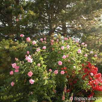 Róża Pnąca 'Rosa arvensis'  Eliffel