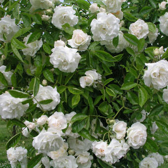 Róża Pnąca 'Rosa arvensis' Biała