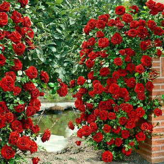 Róża Pnąca 'Rosa arvensis' Czerwona Stożek