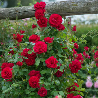 Róża Pnąca 'Rosa arvensis' Czerwona Szalkowata
