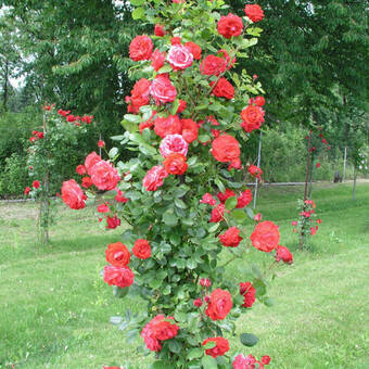 Róża Pnąca 'Rosa arvensis' Czerwona Słup