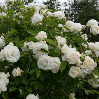 Róża Pnąca 'Rosa arvensis' Kremowa