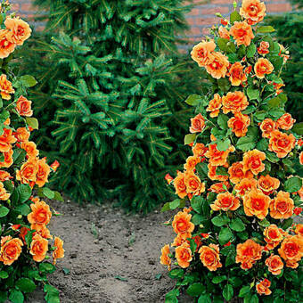 Róża Pnąca 'Rosa arvensis'  Pomarańczowa Stożek