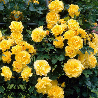 Róża Pnąca 'Rosa arvensis' Żółta