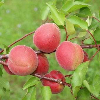 Morela karłowa 'Prunus armeniaca' Harcot