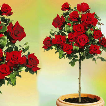 Róża Pienna 'Rosa' Czerwona / I gatunek 2 oczka