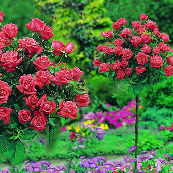 Róża Pienna 'Rosa' Różowa / I gatunek 2 oczka  