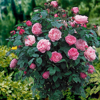 Róża Pienna 'Rosa' Różowa Duży Kwiat / I gatunek 2 oczka  