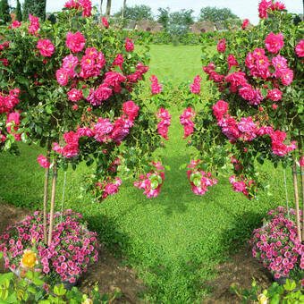 Róża Pienna 'Rosa' Różowa Zwisająca / I gatunek 2 oczka   