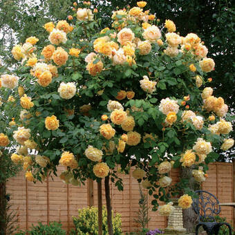 Róża Pienna 'Rosa' Żółta  / I gatunek 2 oczka   