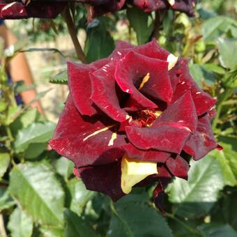 Róża Pienna 'Rosa' Dwukolorowa   1 oczko   