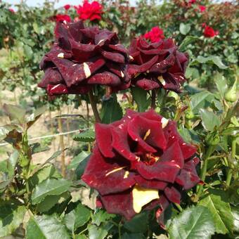Róża Pienna 'Rosa' Dwukolorowa   2 oczko 
