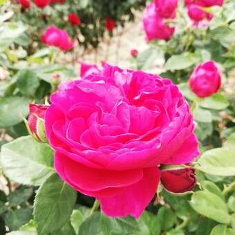 Róża Pienna 'Rosa' Ciemny Róż  Piwoniowa