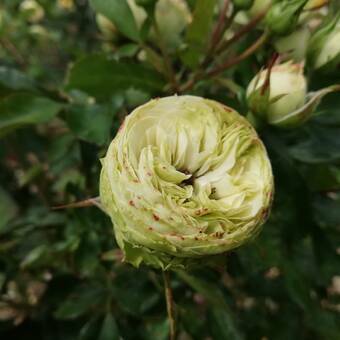 Róża Pienna 'Rosa' Zielona