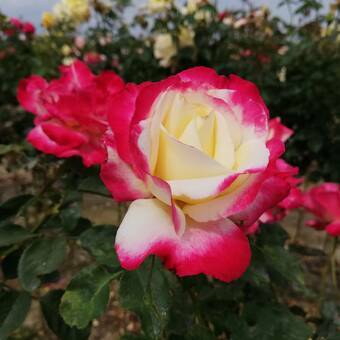 Róża Pienna 'Rosa' Bordowo-Żółta Dwukolorowa