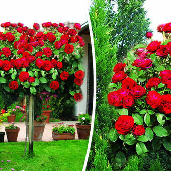 Róża Pienna 'Rosa' Koralowa - Czerwona