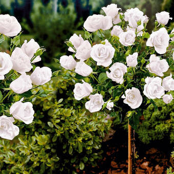Róża Pienna 'Rosa' Biała  / I gatunek 2 oczka