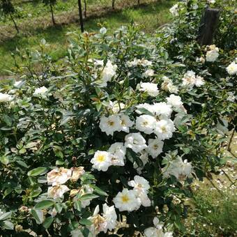 Róża Pienna 'Rosa' Biała Mini