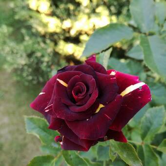 Róża Pienna 'Rosa' Bordowa - Centkowana