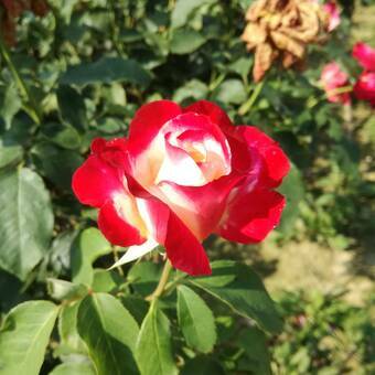 Róża Pienna 'Rosa' Biało - Czerwona