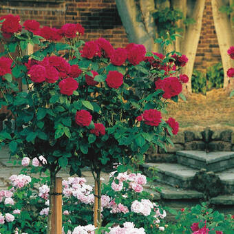 Róża Pienna 'Rosa' Bordowa  
