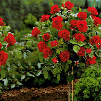Róża Pienna 'Rosa' Czerwona Mini