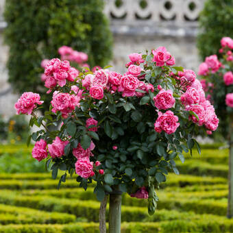 Róża Pienna 'Rosa' Różowa Angielska 