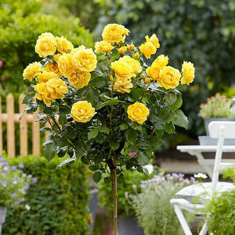 Róża Pienna 'Rosa' Żółta Duży Kwiat
