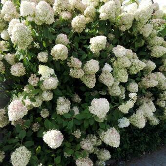 Hortensja Bukietowa 'Hydrangea panikulata' Ściana Białych Kwiatów 