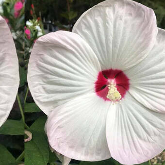 Hibiskus Bagienny 'Hibiscus moscheutos' Biały