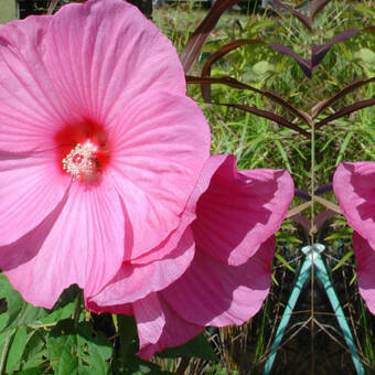 Hibiskus Bagienny 'Hibiscus moscheutos' Różowy