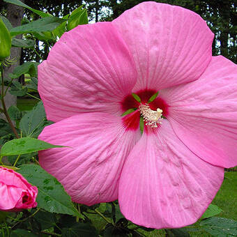 Hibiskus 'Hibiscus' Pink Giant