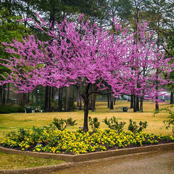 Judaszowiec Kanadyjski 'Cercis canadensis'