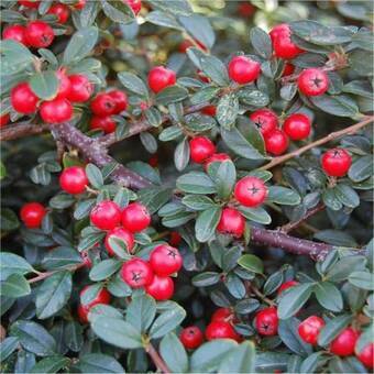Irga 'Cotoneaster' Coral Beauty