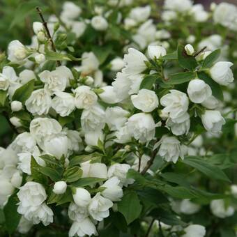 Jaśmin 'Jasminum'  Bouquet Blanc