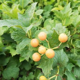 Kalina 'Viburnum opulus' Xantacarpvm 