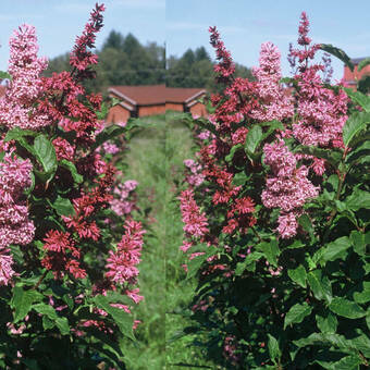 Lilak Japoński 'Syringa japonica' Różowy