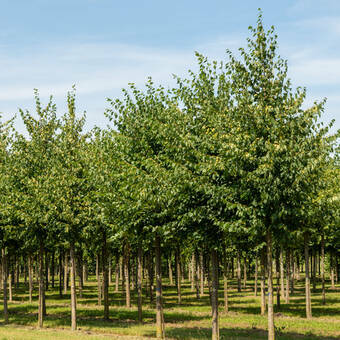 Lipa 'Tilia cordata'  Drobnolistna