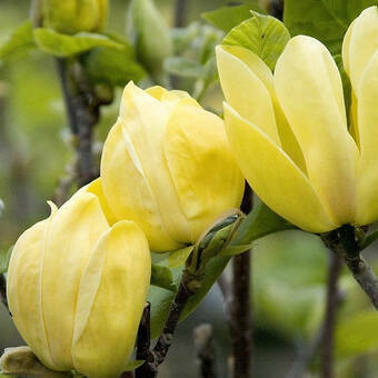 Magnolia Yellow Bird Żółta Szczepiona