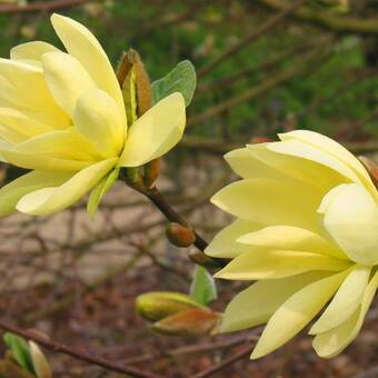 Magnolia Żółta