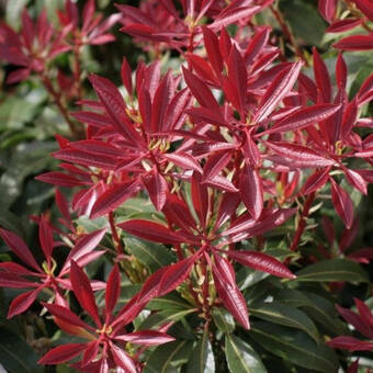 Pieris Japonica 'Red Mill'