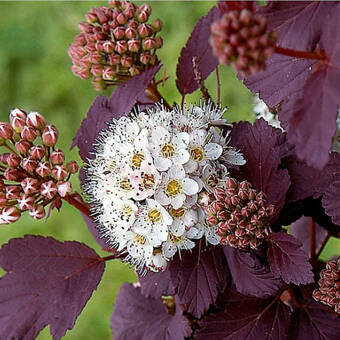 Pęcherznica 'Physocarpus opulifolius' Czerwona