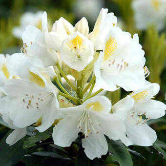 Różanecznik 'Rhododendron' Album